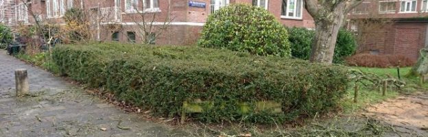 Kap dode Sorbus 9 maart