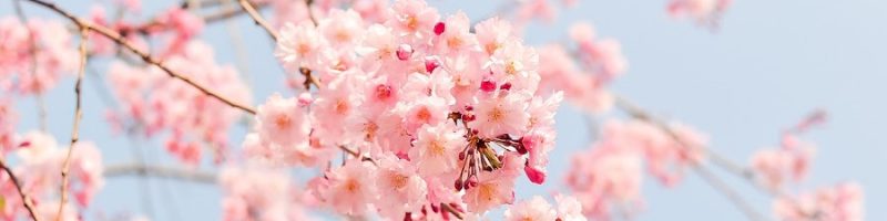 Lente Nieuwsbrief 2023