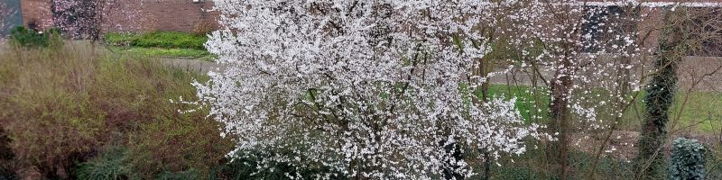 Vroege Lente in de binnentuin